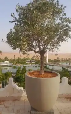 شجره زيتون معمر 6