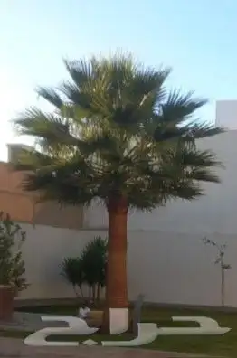 نخل واشنطني زينه 5