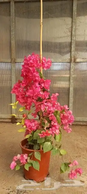 نخل واشنطن ونخل عربي واشجارجهنم توصيل وغرس وضمان جميع لنواع 5