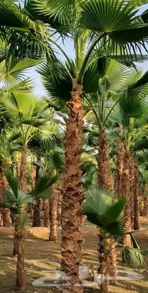 نخل واشنطني زينه وعربي مثمر توريد وزراعه 9