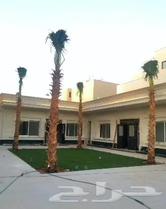 نخل واشنطني زينه وعربي مثمر توريد وزراعه 1