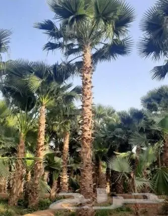 نخل واشنطني زينه وعربي مثمر توريد وزراعه 4