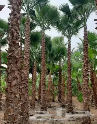 نخل واشنطني زينه وعربي مثمر توريد وزراعه 7