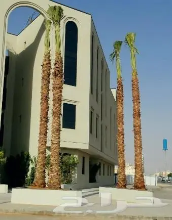 نخل واشنطني زينه وعربي مثمر توريد وزراعه 3