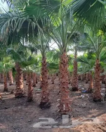 نخل واشنطني زينه وعربي مثمر توريد وزراعه 6