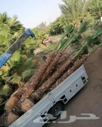 نخل واشنطني زينه وعربي مثمر توريد وزراعه 5