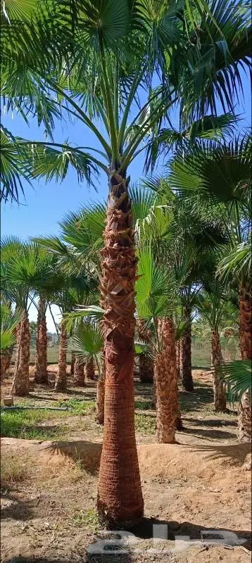 نخل واشنطني زينه وعربي مثمر توريد وزراعه 11