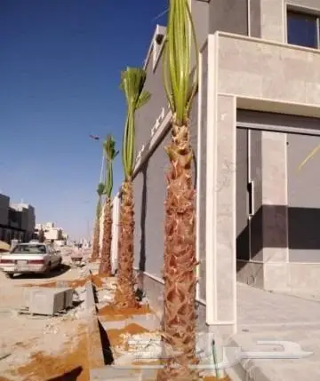 نخل واشنطني زينه وعربي مثمر توريد وزراعه 2