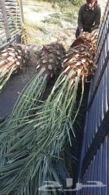 نخل و شبك للبيع 3