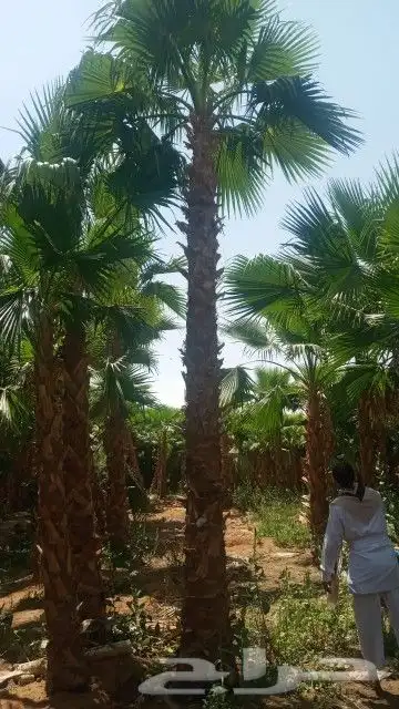 نخل واشنطن ونخل عربي واشجارجهنم توصيل وغرس وضمان جميع لنواع 7