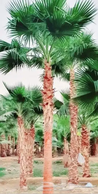 نخل واشنطني زينه 7