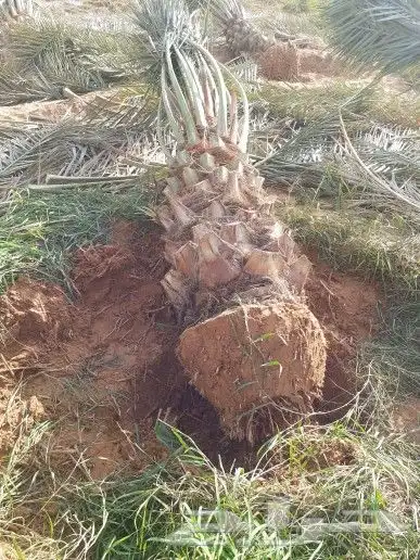 نخل واشنطن ونخل عربي واشجارجهنم توصيل وغرس وضمان جميع لنواع 8