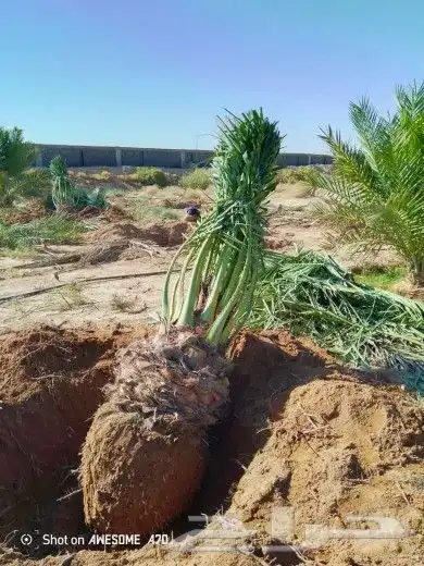 مزراع الغاط 2