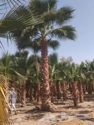 نخل واشنطني زينه 0