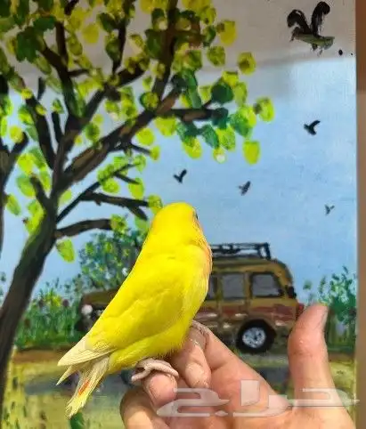 روز اليف جدا هدد (( تم البيع)) 1