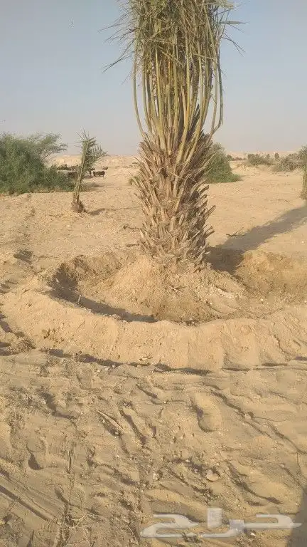 نخل و شبك للبيع 1