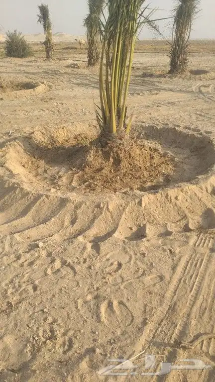 نخل و شبك للبيع 0