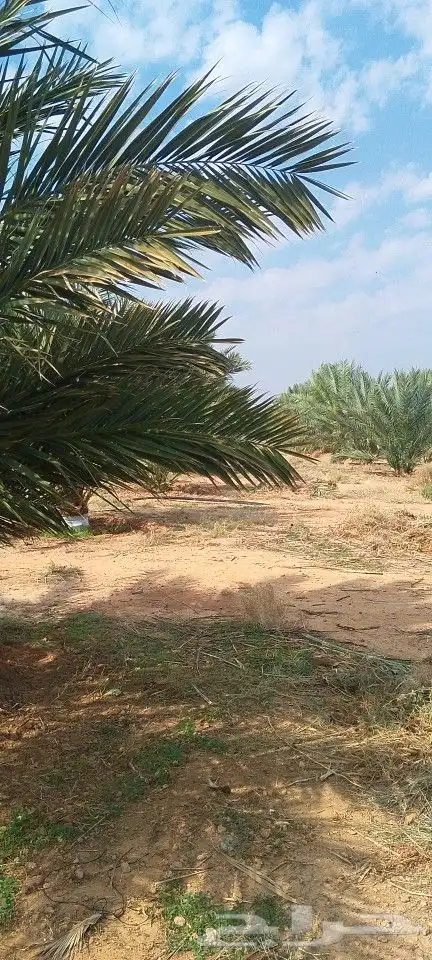 اشغال جميع انواع النخيل وشبوك 2