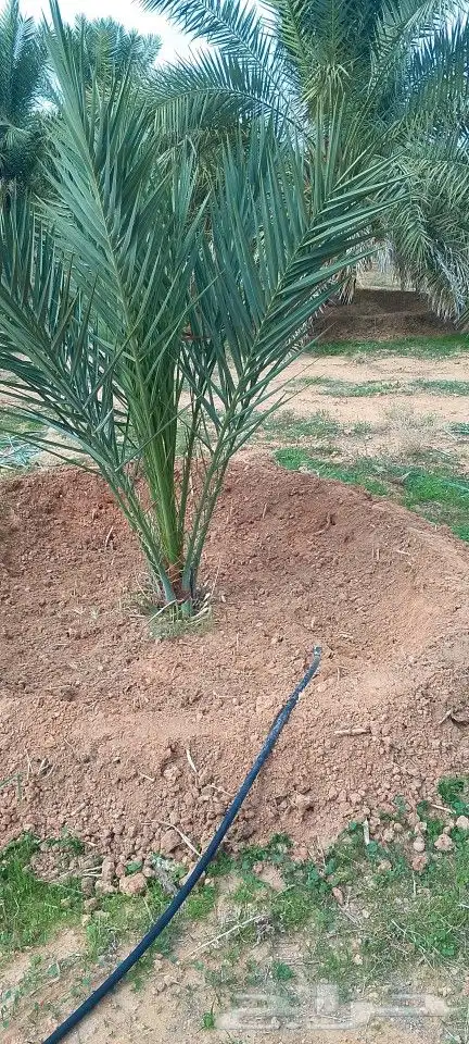 اشغال جميع انواع النخيل وشبوك 0