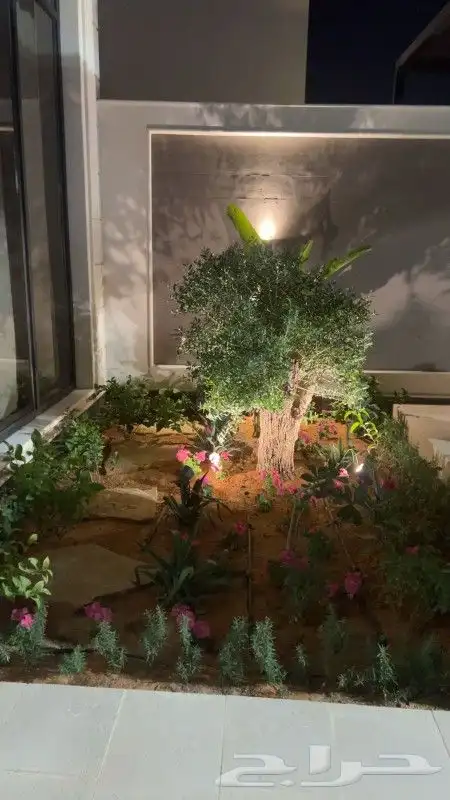 شجره زيتون معمر 3