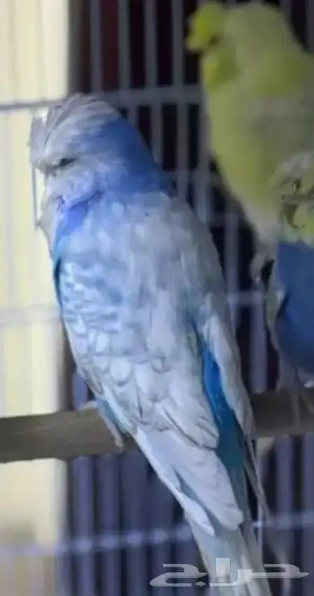 أزواج بادجي هوقو و انقلش 3