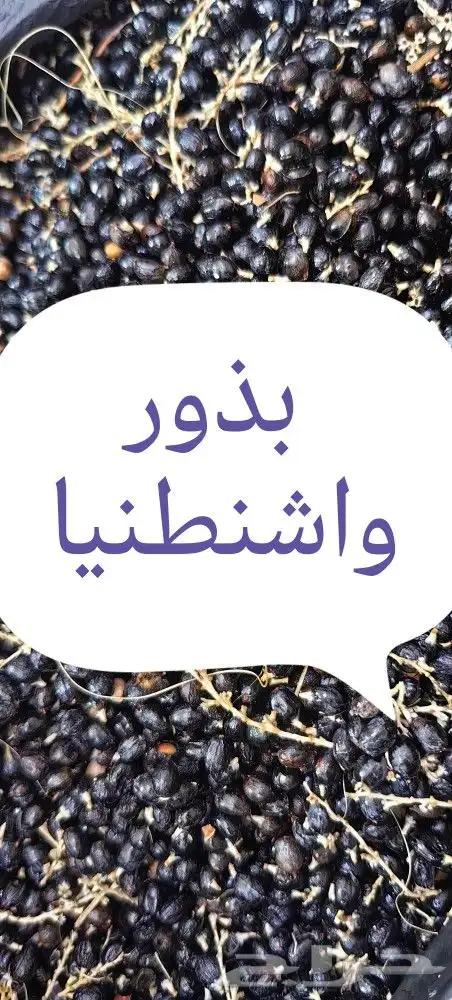 بذور واشنطنيا إنتاج جديد سعر خاص للجمله 0