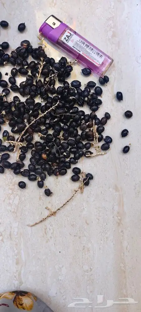 بذور واشنطنيا إنتاج جديد سعر خاص للجمله 1