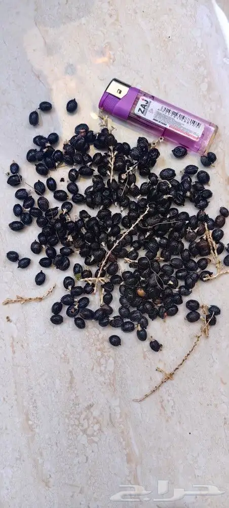 بذور واشنطنيا إنتاج جديد سعر خاص للجمله 2