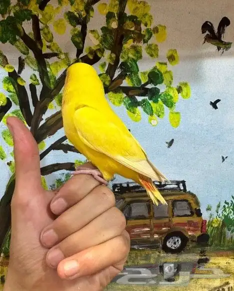 روز اليف جدا هدد (( تم البيع)) 2