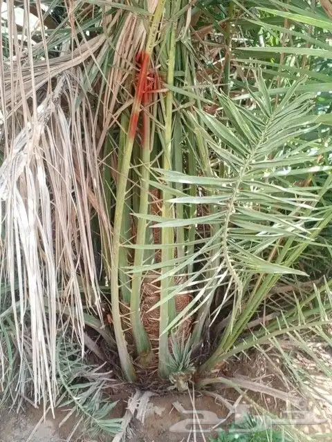 يوجد الدينا جميع أنواع النخل 5