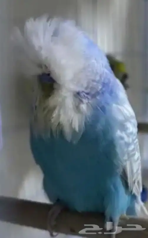 أزواج بادجي هوقو و انقلش 0