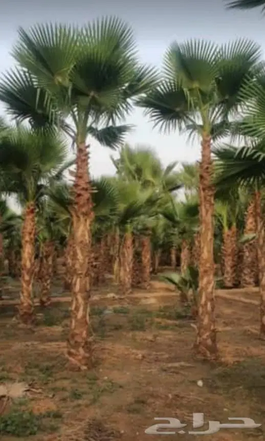 نخل واشنطني زينه وعربي مثمر توريد وزراعه 12