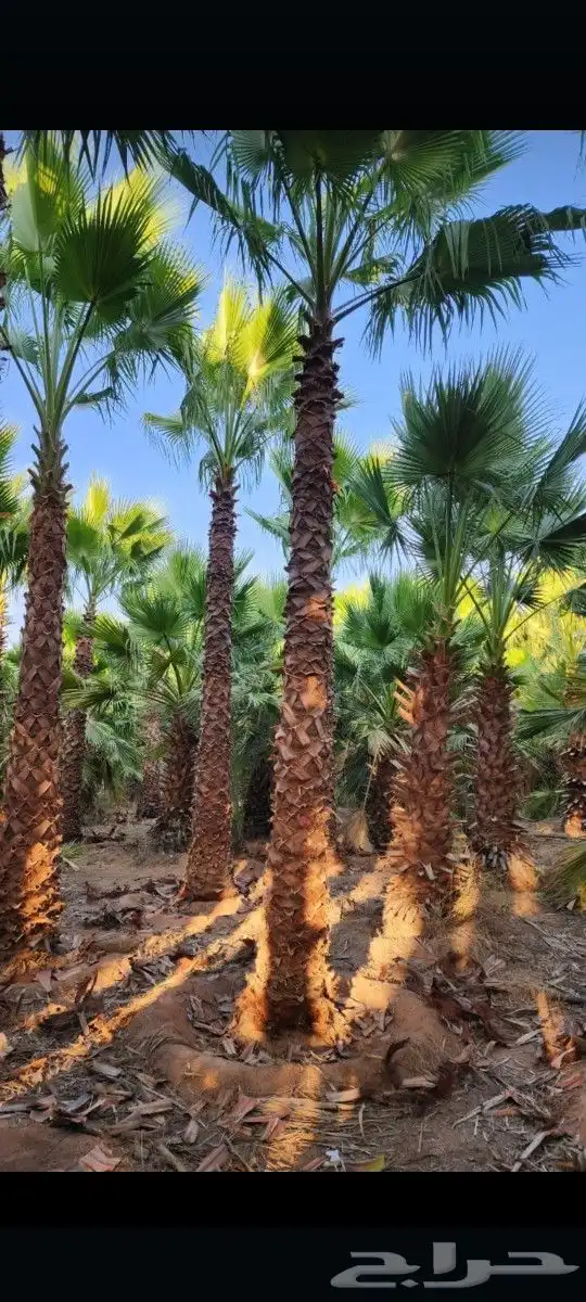 نخل واشنطن ونخل عربي واشجارجهنم توصيل وغرس وضمان جميع لنواع 9