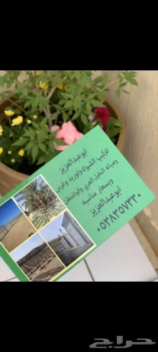 نخل واشنطن ونخل عربي واشجارجهنم توصيل وغرس وضمان جميع لنواع 0