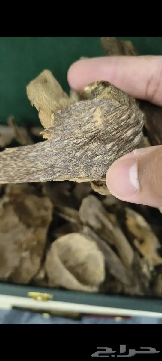 عود طبيعي قديم بسعر منافس 1