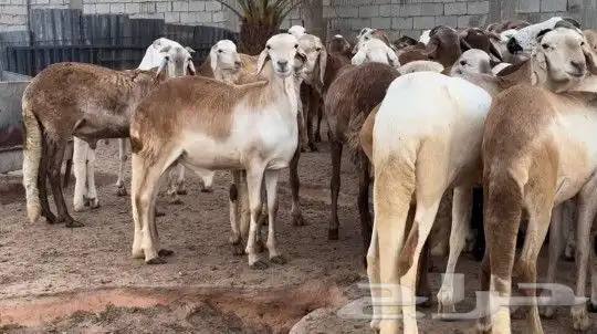 استيراد اغنام دوبر وصومالي وروماني وتنزاني ورفيدي 30