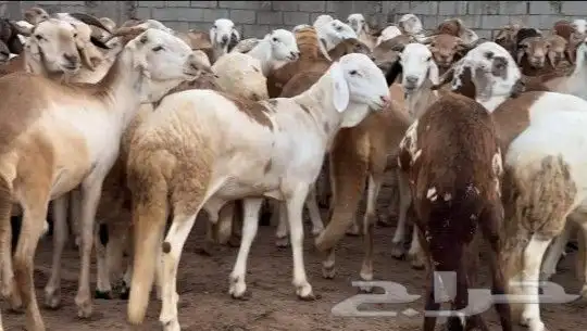 استيراد اغنام دوبر وصومالي وروماني وتنزاني ورفيدي 33