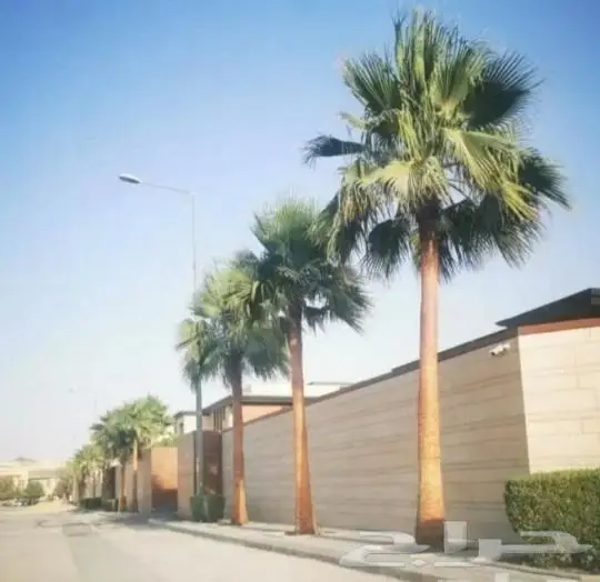 نخل واشنطني زينه وعربي مثمر توريد وزراعه 8