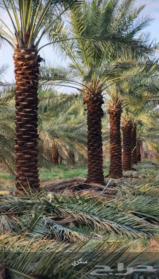 نخل واشنطن ونخل عربي واشجارجهنم توصيل وغرس وضمان جميع لنواع 4