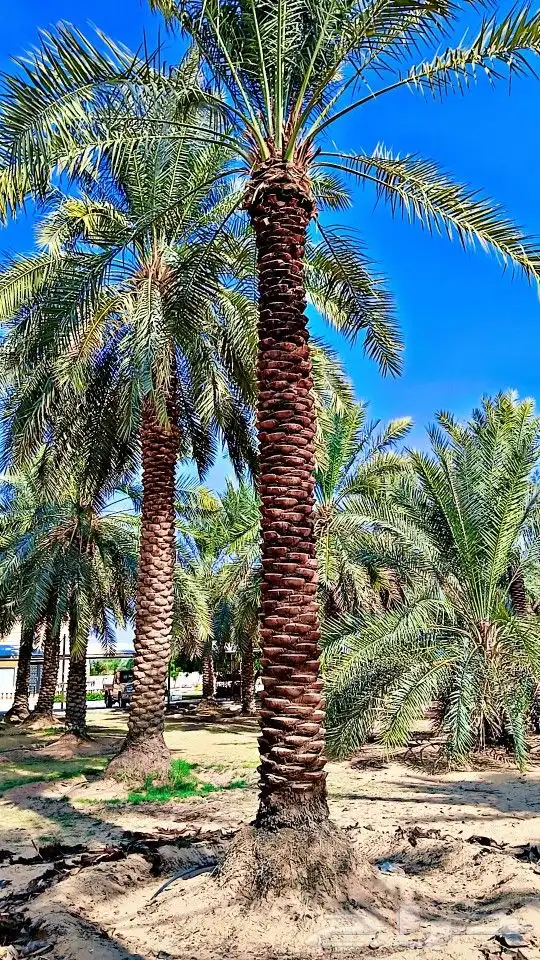 نخيل للبيع 6