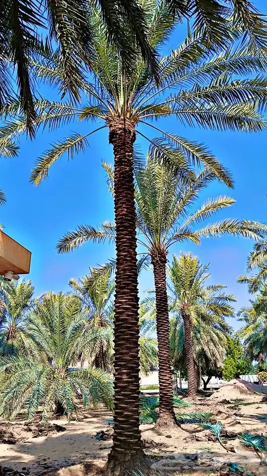 نخيل للبيع 7