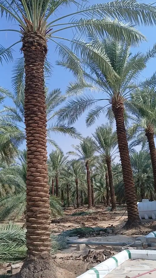 نخيل للبيع 1