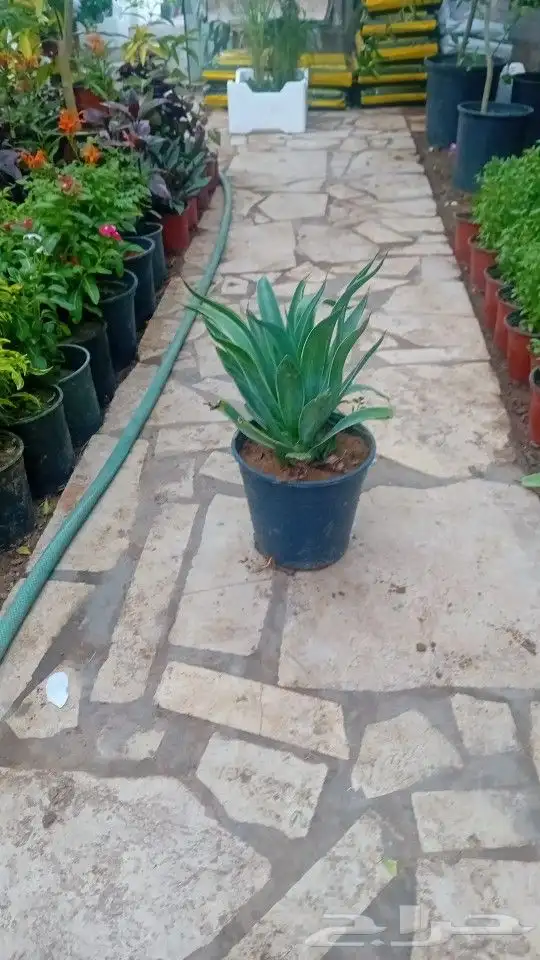 مشتل ومزارع لزراعه الشتلات وبيع الزهوروقص الشجر 7