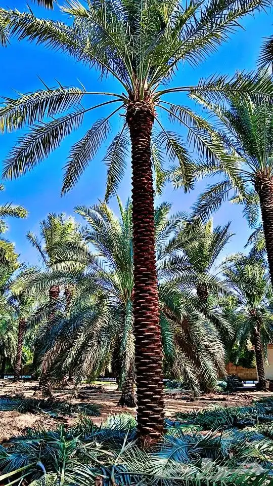 نخيل للبيع 2