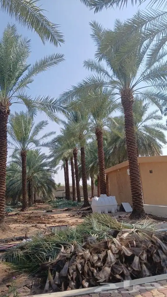 نخيل للبيع 0