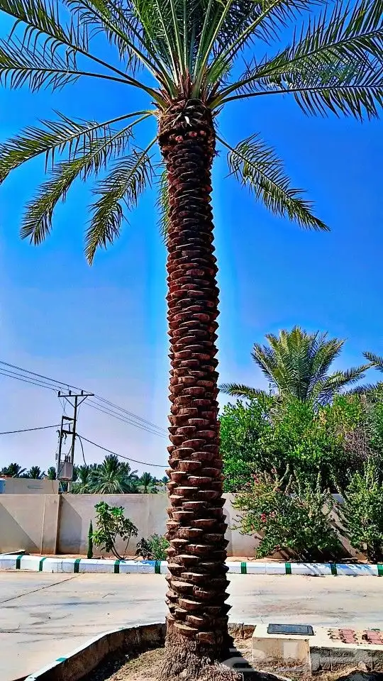 نخيل للبيع 9