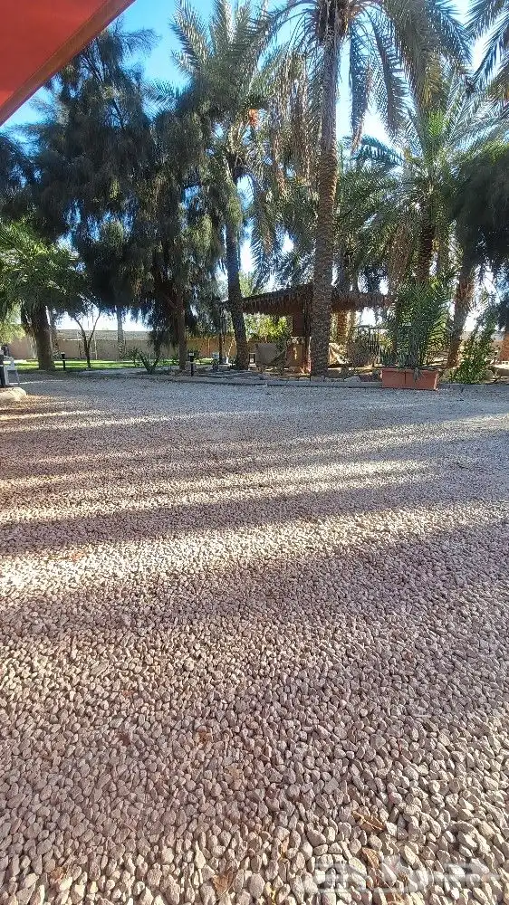 مزرعة وسط عنيزة عرض وسط الأسبوع ب 150 الى نهاية اكتوبر 5