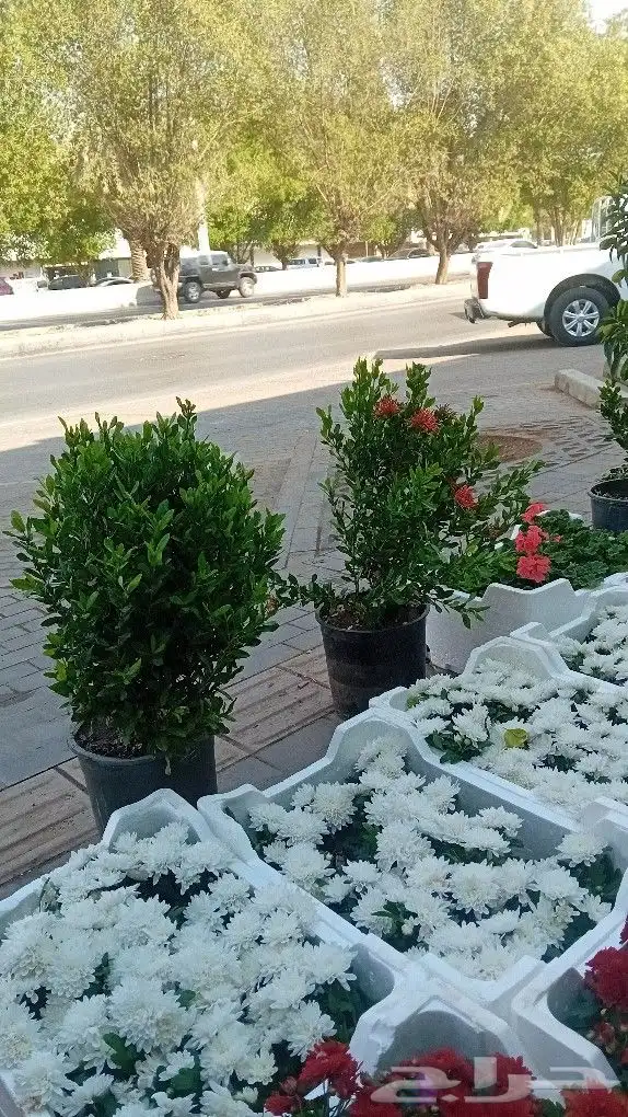 مشتل ومزارع لزراعه الشتلات وبيع الزهوروقص الشجر 2