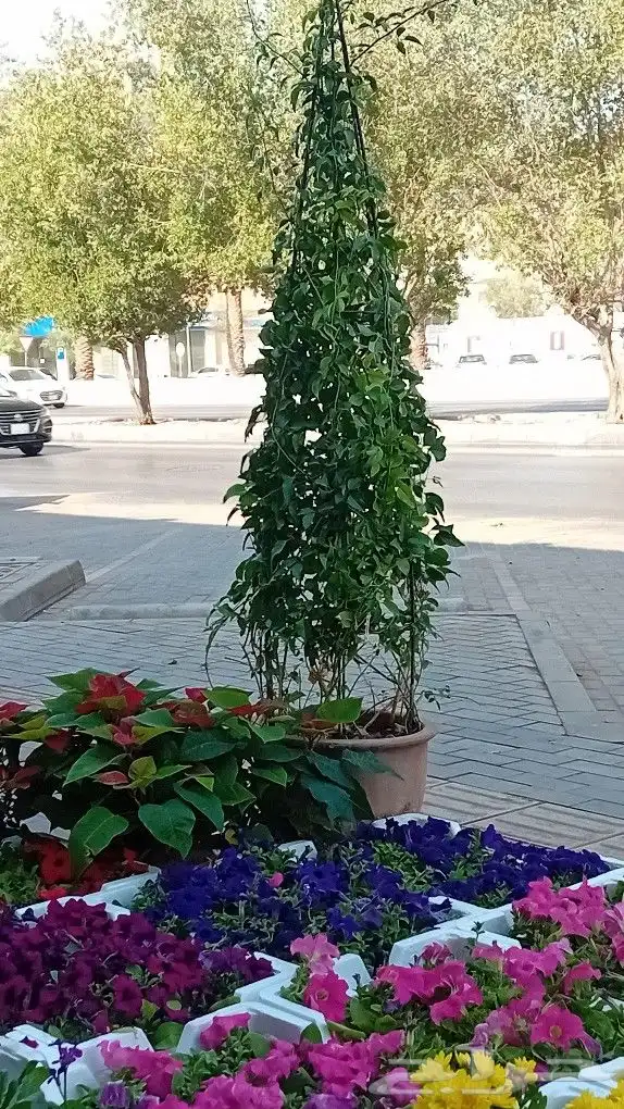 مشتل ومزارع لزراعه الشتلات وبيع الزهوروقص الشجر 4