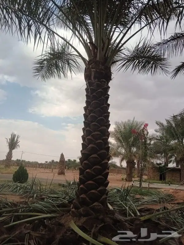 تكريب وتزيين جميع انواع انخيل 1